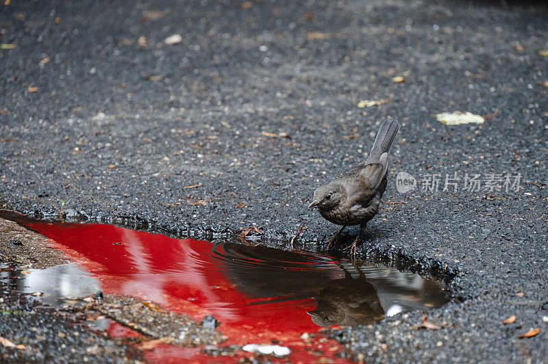 雄性黑鹂(Turdus merula)